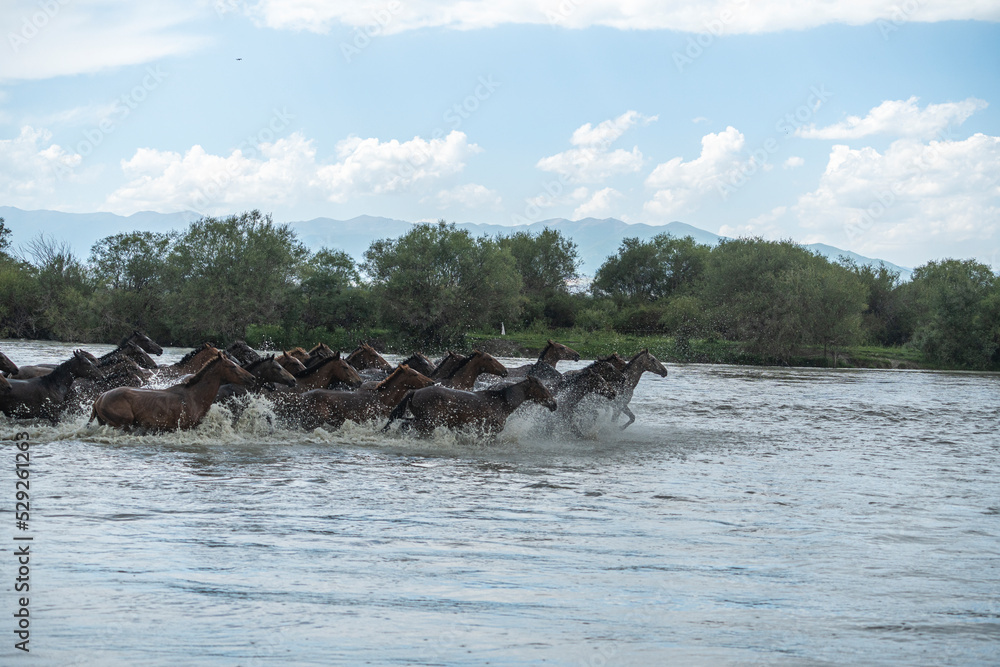 Fototapeta premium horses running in the river