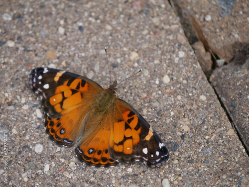 american lady butterfly on the stone © andybirkey