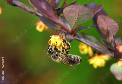 A small bee is hanging upside down on a small flower of an ornamental barberry