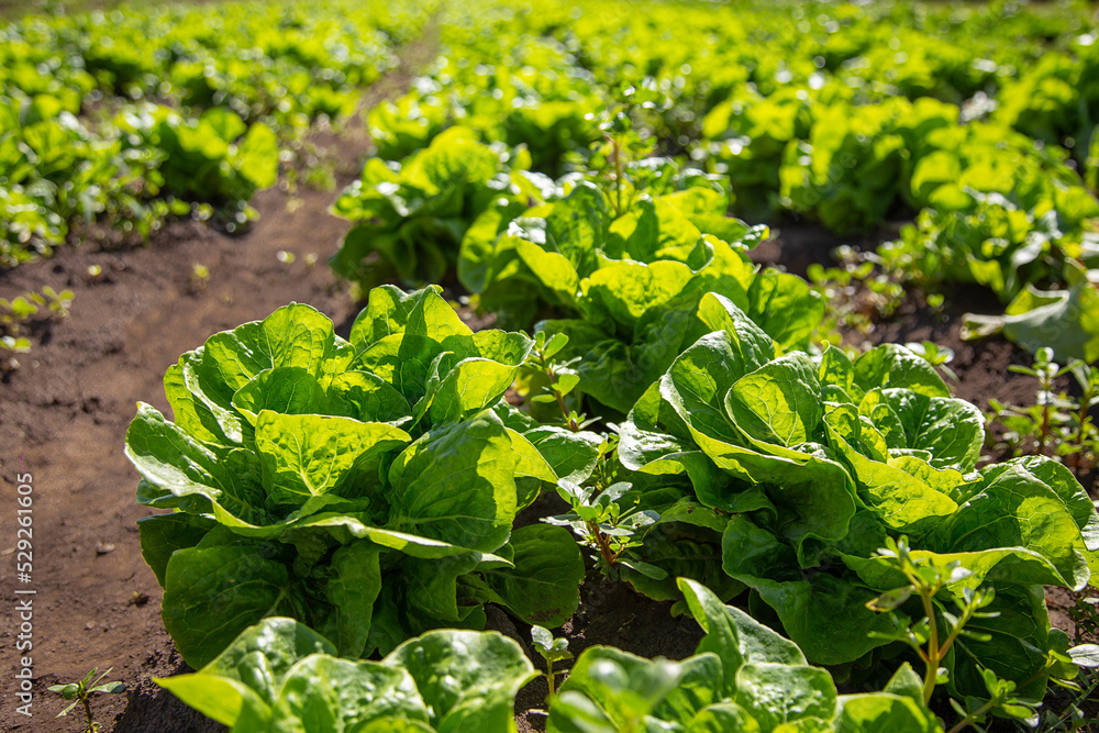 Fototapeta premium Close-up of Swiss chard growing on an organic farm under a blue sky and white clouds