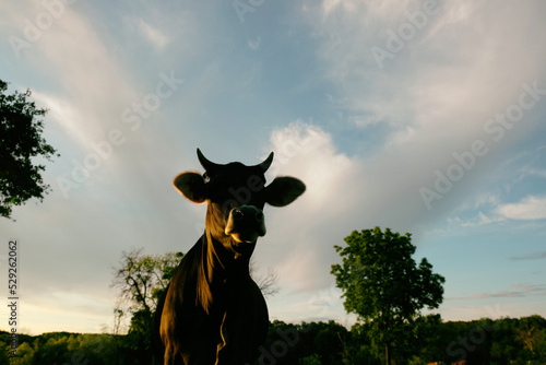 Beef cow in Texas field with horns during summer against dramatic sky background in evening light.