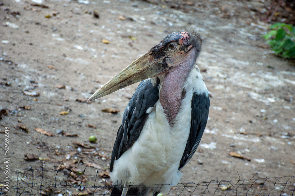Unusual bird African marabou looking to the side