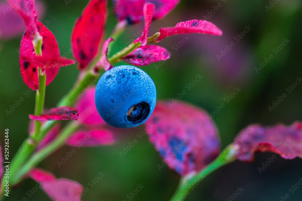 Detail of a blueberry on an autumn colored bush Detail of a blueberry on an autumn colored bush