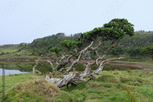 landscape with trees, Pico Island