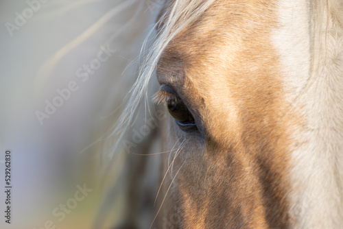 Horse head close up. Relax  no stress  calm. Portrait on a pastel background. Blur