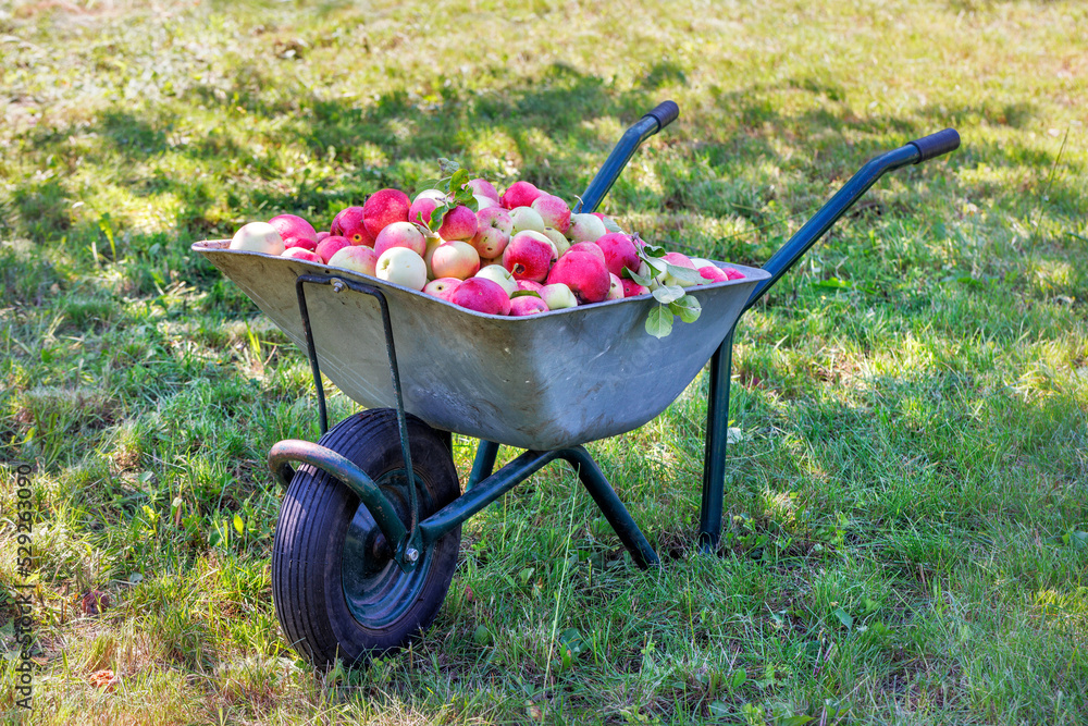 Garden wheelbarrow full of ripe juicy apples in a rustic garden on a sunny day against the backdrop of a garden plot.