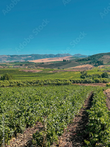 Sicilian vineyard (ID: 529263007)