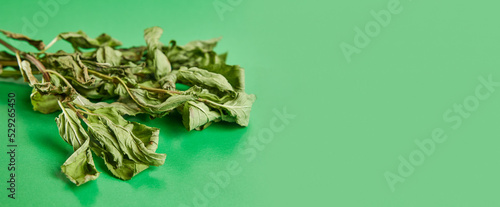Sprigs of mint drying on a green background. Drying and storage of plants.