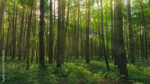 Beautiful sunlight forest tree magic green plant nature jungle