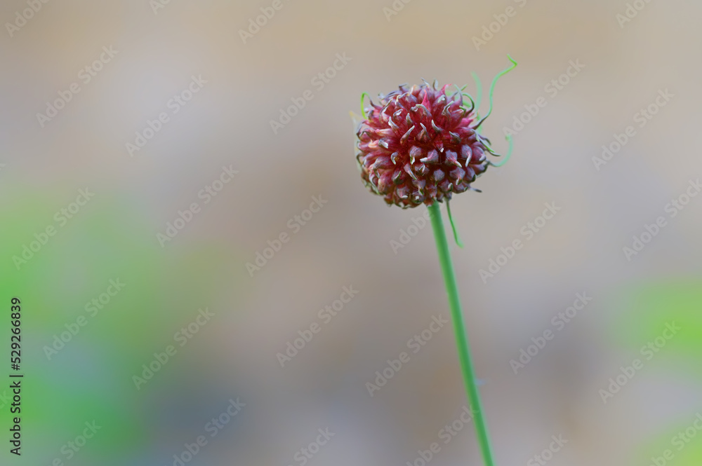 Wild Garlic Bulbets (Allium vineale, Crow garlic ). The garlic is red with green stems. Wild Garlic Bulbets (Allium vineale, Crow garlic ). The garlic is red with green stems.