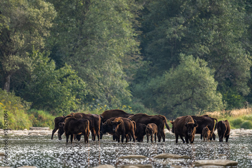 European Bison  Wisent  Bison bonasus. Bieszczady  Carpathians  Poland.