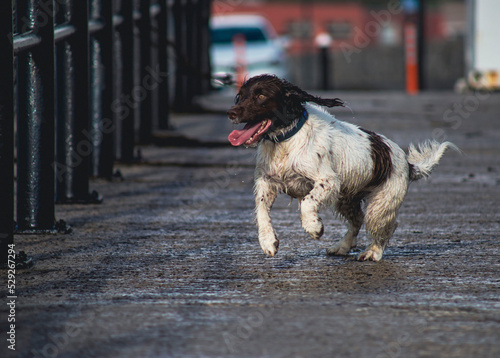 A very happy small munsterlander (heidewachtel) with his tongue out of his mout. Dog run. photo