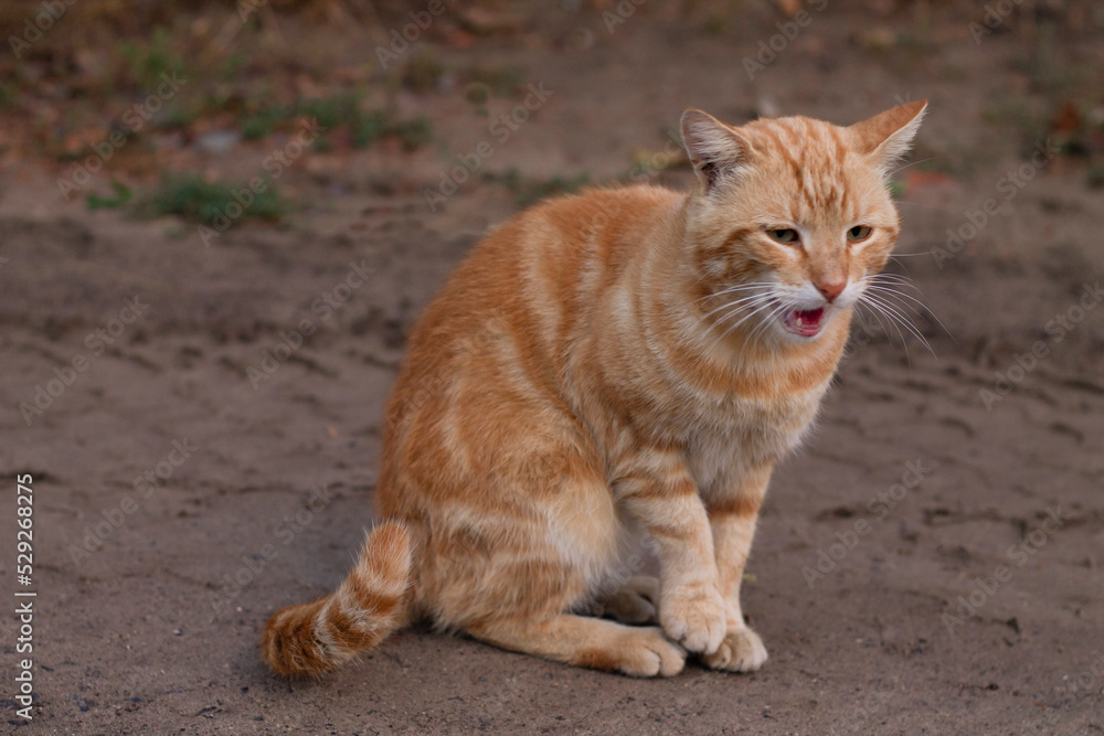 red cat on the road