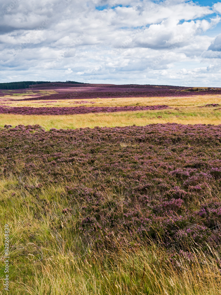 Northumbrian landscape with heather moor, UK Northumbrian landscape with heather moor, UK