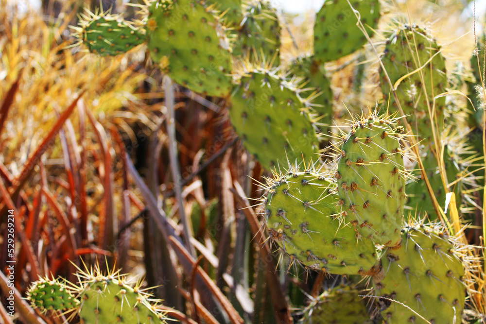Close-up of cactus in the desert, Aruba Close-up of cactus in the desert, Aruba