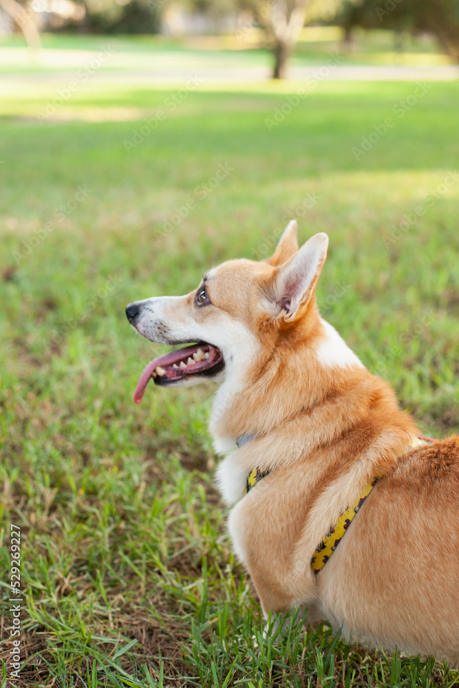 Cute welsh corgi Pembroke dog running and playing in the park outdoors in summer on green grass on sunny day. Happy puppy smiling Cute welsh corgi Pembroke dog running and playing in the park outdoors in summer on green grass on sunny day. Happy puppy smiling