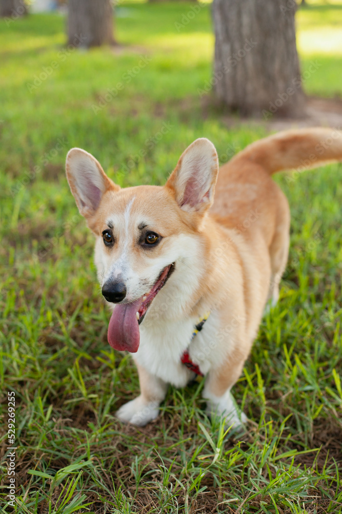 Cute welsh corgi Pembroke dog running and playing in the park outdoors in summer on green grass on sunny day. Happy puppy smiling Cute welsh corgi Pembroke dog running and playing in the park outdoors in summer on green grass on sunny day. Happy puppy smiling