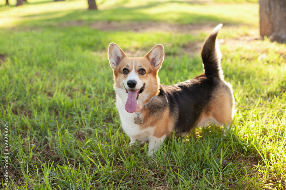 Welsh corgi cardigan dog playing in the park on green grass, looking cute. Adorable dog on green grass in autumn on summer on sunny day. Welsh corgi cardigan dog playing in the park on green grass, looking cute. Adorable dog on green grass in autumn on summer on sunny day.