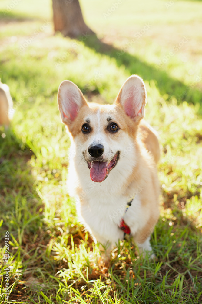 Cute welsh corgi Pembroke dog running and playing in the park outdoors in summer on green grass on sunny day. Happy puppy smiling Cute welsh corgi Pembroke dog running and playing in the park outdoors in summer on green grass on sunny day. Happy puppy smiling