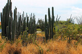 cactus in the desert, Aruba