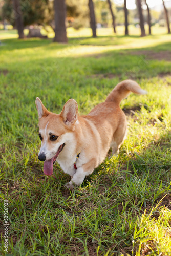 Cute welsh corgi Pembroke dog running and playing in the park outdoors in summer on green grass on sunny day. Happy puppy smiling © Dina