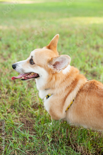 Cute welsh corgi Pembroke dog running and playing in the park outdoors in summer on green grass on sunny day. Happy puppy smiling