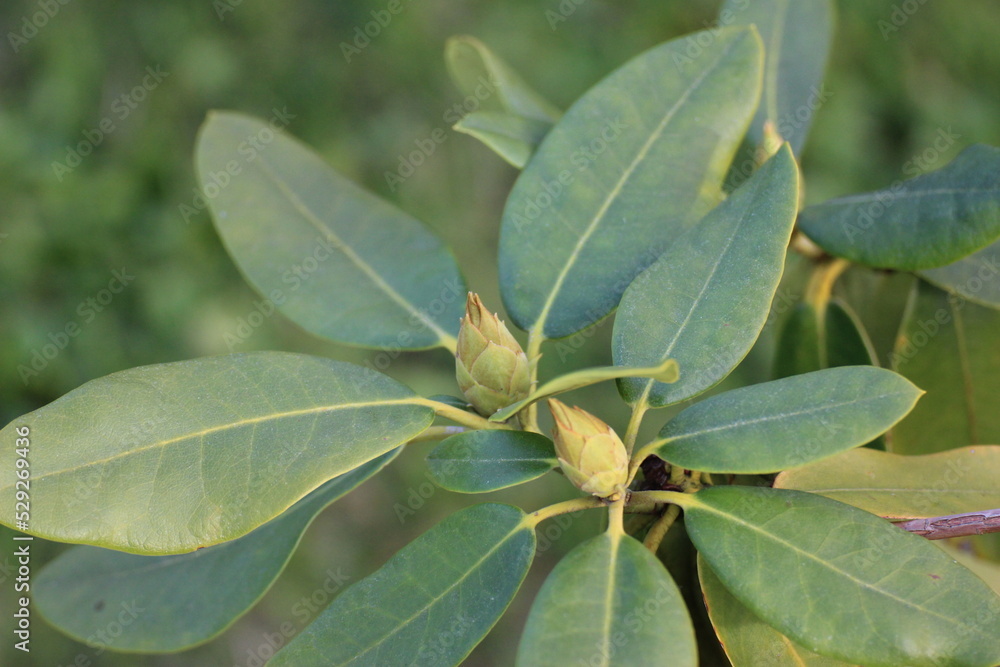 Knospen Knospen