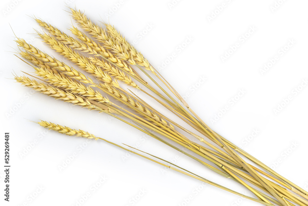 ears of wheat on a white isolated background ears of wheat on a white isolated background