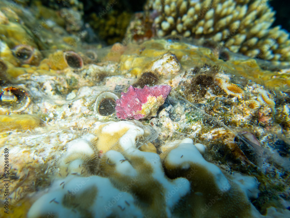 Fototapeta premium atlantic, colorful, reefs, deep, wild, under, travel, aquatic, israel, sunlight, environment, lagoon, snorkel, hawaii, red sea egypt, saltwater, exotic, sea life, seascape, diver, color, colony, unico