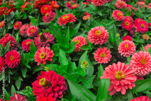Zinnia elegans, Zinnia violacea blooming pink red orange flower in garden flower bed close up as natural botanical floral wallpaper backdrop background pattern nature