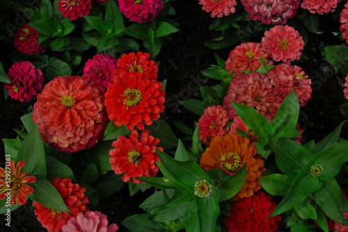 Wallpaper Mural Zinnia elegans, Zinnia violacea blooming pink red orange flower in garden flower bed close up as natural botanical floral wallpaper backdrop background pattern nature Torontodigital.ca