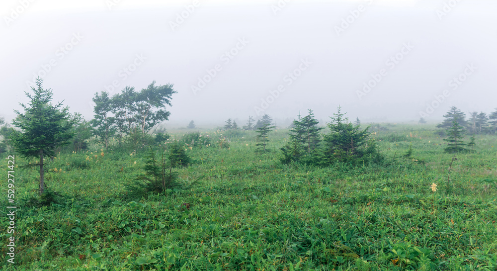 morning foggy natural landscape, swampy meadow with trees morning foggy natural landscape, swampy meadow with trees
