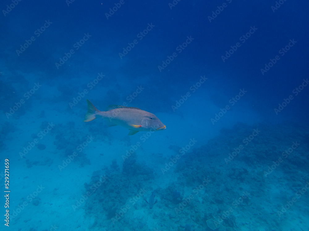 Fototapeta premium Unusual inhabitants of the sea in the expanses of the coral reef of the Red Sea, Hurghada, Egypt