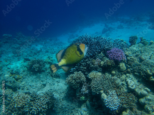 Unusual inhabitants of the sea in the expanses of the coral reef of the Red Sea, Hurghada, Egypt © glebantiy