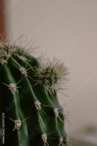 Vertical closeup of a small cactus growing on a big one. photo