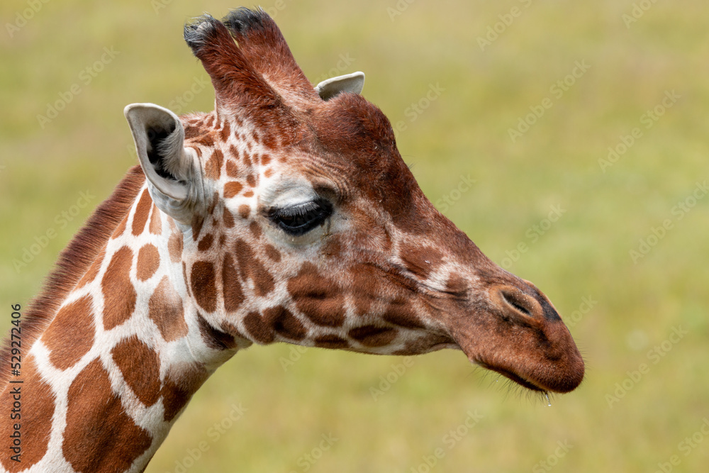 Close up head of giraffe with green a background Close up head of giraffe with green a background