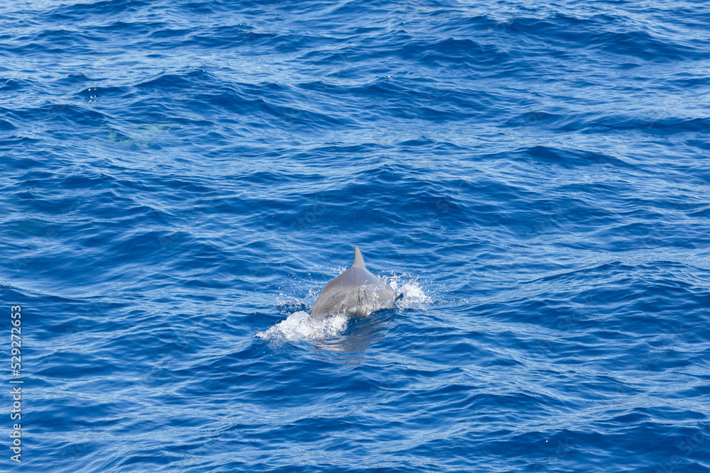 Fototapeta premium Dolphins jump out of the sea in Hualien harbor of Taiwan