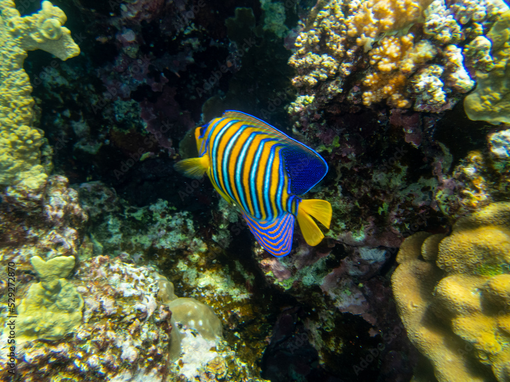 Unusual inhabitants of the sea in the expanses of the coral reef of the Red Sea, Hurghada, Egypt Unusual inhabitants of the sea in the expanses of the coral reef of the Red Sea, Hurghada, Egypt
