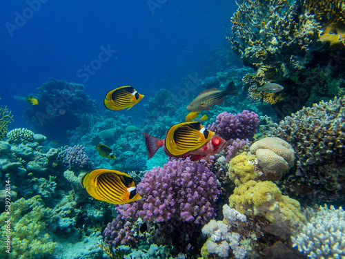 Fototapeta Naklejka Na Ścianę i Meble -  Unusual inhabitants of the sea in the expanses of the coral reef of the Red Sea, Hurghada, Egypt