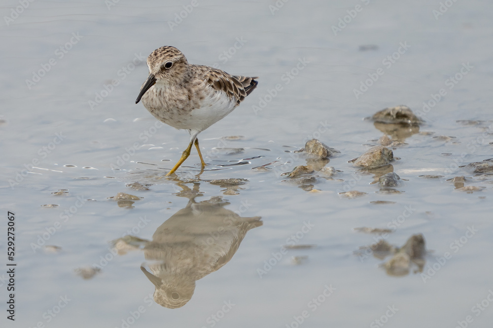 Tiny Sandpiper strolling through a puddle.