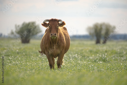Brązowa krowa na pastwisku