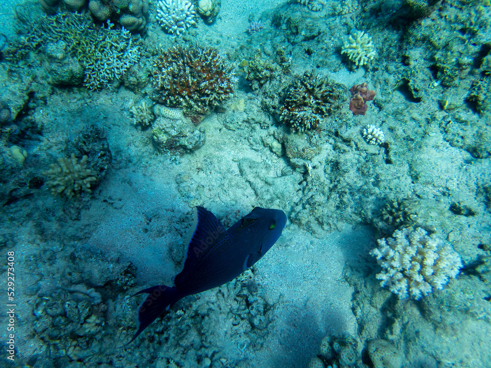 Obraz premium Unusual inhabitants of the sea in the expanses of the coral reef of the Red Sea, Hurghada, Egypt