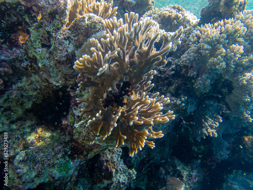 atlantic  colorful  reefs  deep  wild  under  travel  aquatic  israel  sunlight  environment  lagoon  snorkel  hawaii  red sea egypt  saltwater  exotic  sea life  seascape  diver  color  colony  unico
