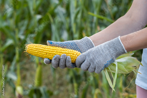 Obraz na plátně gloved hand removes green wrapper from corn