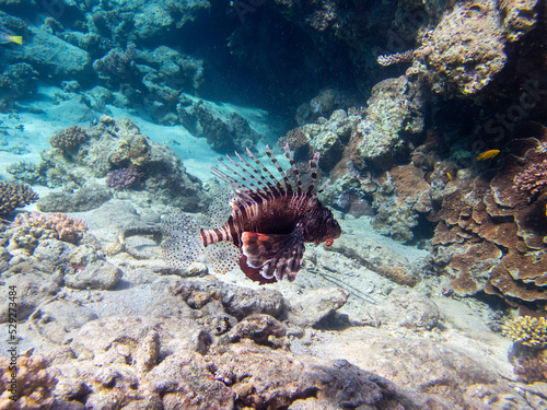 Unusual inhabitants of the sea in the expanses of the coral reef of the Red Sea  Hurghada  Egypt