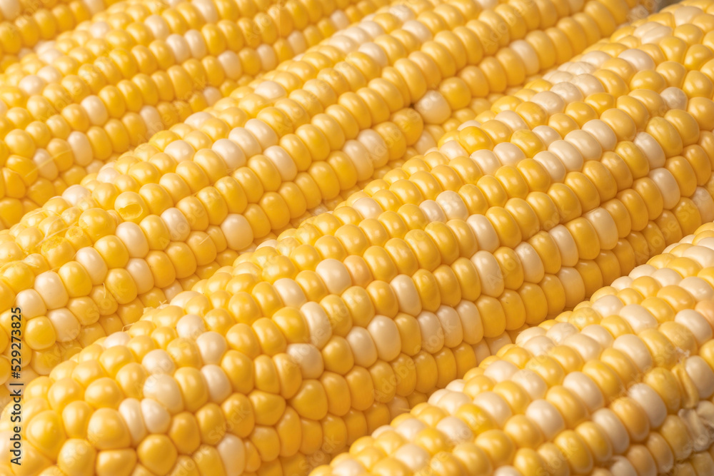 Yellow corn isolated on white background. Copyspace. Yellow corn isolated on white background. Copyspace.