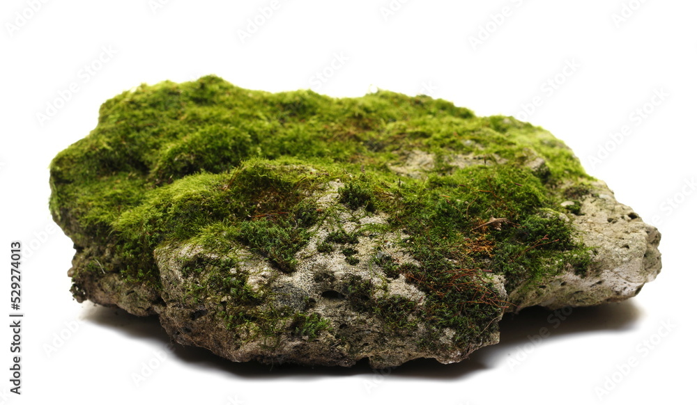 Green moss on stone, isolated on white background Green moss on stone, isolated on white background