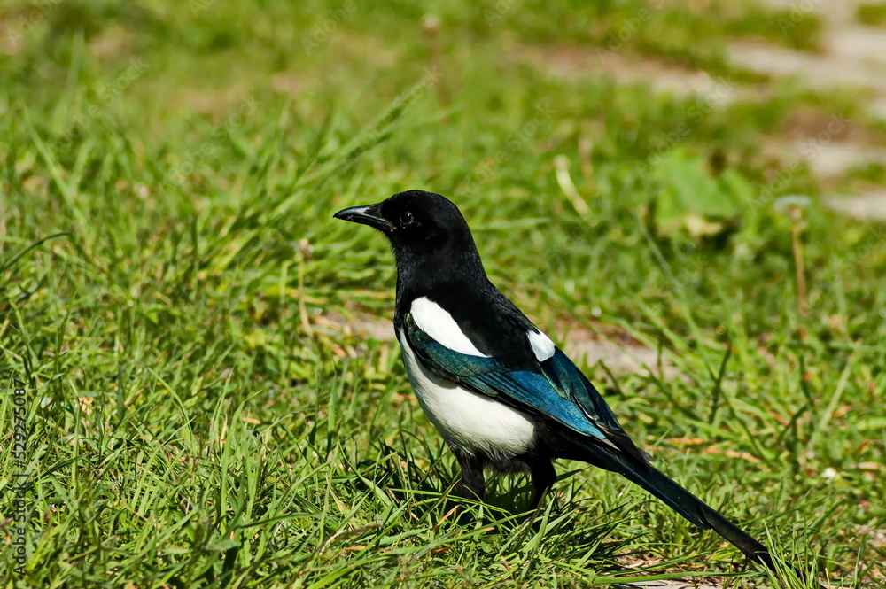 Obraz premium Side view of a common magpie, Pica pica, perched in a meadow, Sofia, Bulgaria 