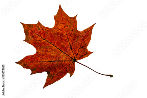 Maple color autumn leaf on white background