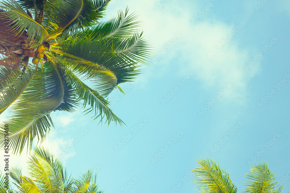 Palm leaves on palm trees against the sky with clouds. tropical background with leaves,for text, template with copy space Palm leaves on palm trees against the sky with clouds. tropical background with leaves,for text, template with copy space
